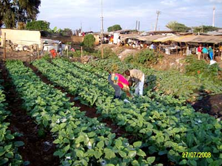Illustration for article titled Kibera's "Instant Farm" System Is the Future of Urban Agriculture